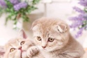 猫近亲繁殖的潜在健康风险（深入探讨以猫近亲繁殖可能导致的疾病及预防措施）