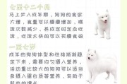 小萨摩洗澡的最佳频率（了解小萨摩洗澡的正确时间和方法）