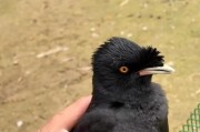 八哥鸟的食物喜好（以什么虫子为食？）