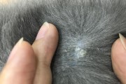 猫咪洗澡时间的选择（让宠物猫健康幸福的关键是什么？）