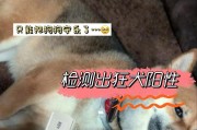 家里养的宠物大盘点（探索家庭宠物的种类和乐趣）