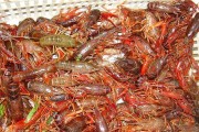 金龙鱼喂食指南（探究金龙鱼最适合的虾类饲料及喂食方法）