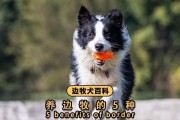 养边境牧羊犬的优点（边境牧羊犬是理想的伴侣和工作犬）