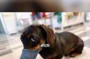 腊肠犬咬人事件调查（探讨宠物养护和安全问题）