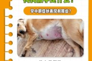 狗狗怀孕多久可进行检查？（了解狗狗怀孕状态的关键时期与方法）