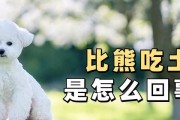 探究狗为什么会吃土的原因（了解狗吃土行为背后的秘密）