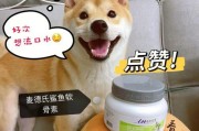 宠爱你的柴犬，四季养护必备！（春夏秋冬，爱护柴犬的小秘诀与生活技巧）