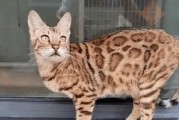 养什么猫最值钱？（探索市场中最有价值的猫种，带来可观的经济效益）