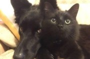 以猫送人的不吉利之谜（探究为什么以猫送人被视为不吉利的传统信仰）