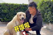 狗狗的健康饮食——丰富多样的加餐食谱（宠物狗饮食调理的）