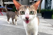 带猫出门的必备物品（为了安全和舒适，这些东西一定要准备好）