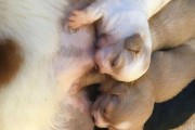 狗狗为什么喜欢以自己的窝为主题（探究狗狗对窝的依赖和喜爱）