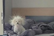 狗的额头上白毛的原因（解读狗的额头上白毛的成因和意义）