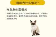 小猫的体温调节能力及其关键因素（了解小猫体温调节的时间、方法和环境条件）