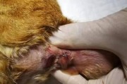 揭秘挤肛门腺（了解犬类挤肛门腺的功能、方法和常见问题）