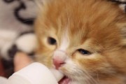 刚出生1个月的猫如何喂养？（初步了解新生猫的饮食需求与喂养技巧）
