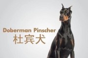 揭秘神秘狗脚上的二公分爪（探索拥有额外爪的狗狗品种及特点）
