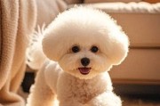 狗狗感冒、眼睛发炎怎么办？2个实用急救方案，养宠家庭必看！