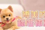 牧羊犬偏胖偏瘦的解决方法（如何养胖牧羊犬？）