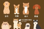 比熊犬掉毛严重的原因及解决方法（了解比熊犬掉毛的原因，做好毛发护理）