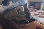 猫咪为什么一直舔我的手？（揭秘猫咪喜欢舔手的原因及其影响）