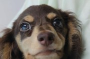 腊肠犬不同颜色品种价格分析（颜色是影响腊肠犬价格的重要因素）