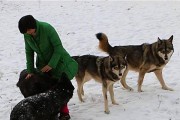 如何合理饲养库瓦斯犬（库瓦斯犬的养殖与培育方法，）