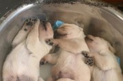 小拉布拉多犬的健康饮食指南（一月小拉布拉多的营养需求及食谱推荐）