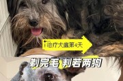 狗狗犬瘟热能否传染给人（探讨人与宠物之间的疾病传播风险）