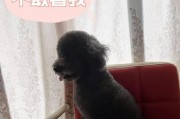 幼犬的兴奋源泉——为什么幼犬那么兴奋（探究幼犬兴奋的原因及表现）