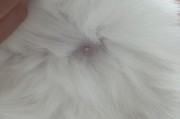 猫怀孕两周的常见症状（了解猫咪怀孕早期症状，提早呵护宝宝的到来）