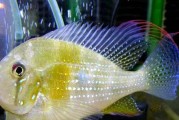 以蓝宝石鱼为主的混养鱼类（与虎皮鱼搭配，打造炫目水族乐园）