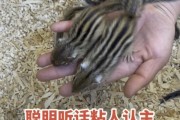 如何培养金花松鼠成为一只可爱的宠物（探索金花松鼠驯养的关键和时间要求）