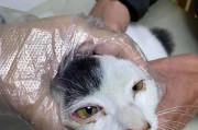了解猫钩虫，预防猫钩虫感染（猫钩虫的危害及预防方法）