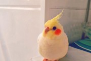 咕咕咕一咕（揭秘咕咕咕一咕的来源与特点）