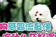 如何为博美狗治疗感冒（有效药物和方法来帮助博美狗摆脱感冒困扰）