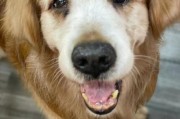 金毛犬的照顾需随时间变化（了解不同阶段的金毛犬需求，打造幸福宠物生活）