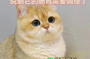 如何正确喂养猫咪，减少拉稀频率（三点注意，让你的猫咪远离拉稀困扰）