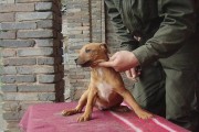 回血犬的缺点（了解回血犬的不足之处，做出明智选择）