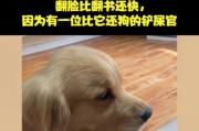六个关键注意事项，为金毛幼犬提供健康喂养（培养健康成长，铲屎官必读）