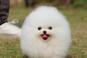 揭秘网上博美茶杯犬几十块钱的真相（价格低廉背后的隐情，你了解吗？）