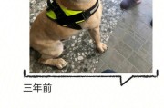 科学喂养拉布拉多犬，让它健康成长（一天应该喂多少顿，按照少食多餐的原则）