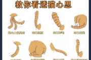 猫为什么会吸自己的尾巴？（探究猫咪吸尾巴的原因与意义）
