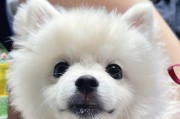 博美狗的故乡（探寻博美狗的起源和特点）