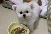 幼犬拉稀（探索适宜幼犬拉稀禁食时长的关键因素）