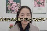金毛感冒应急护理指南（缓解金毛感冒症状的药物和方法）