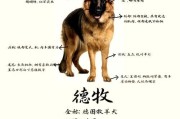 以德牧为什么白爪的多？（探索德国牧羊犬白爪的原因及特点）