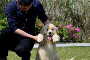40多天的金毛犬需要接种哪些针？（保护宝宝健康，及时接种疫苗）