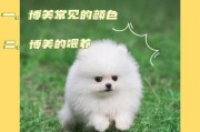 养博美犬的注意事项（宠物爱好者必看，让你的博美犬健康快乐成长）