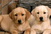 拉布拉多犬拉肚子怎么办？（教你应对宠物腹泻，让爱犬健康快乐！）